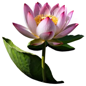 Sacred Lotus PNG Jfd48