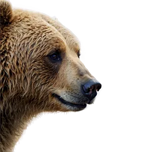 Sad Bear Face PNG 06292024
