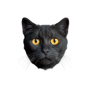 Sad Cat Face Png Yfg36 PNG image