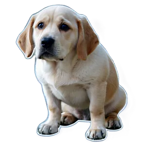 Sad Dog Transparent PNG 05262024