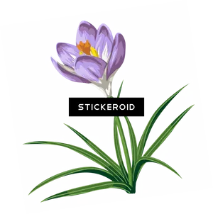 Saffron Crocus Flower Illustration PNG