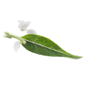 Sage Tea Leaf PNG 06262024