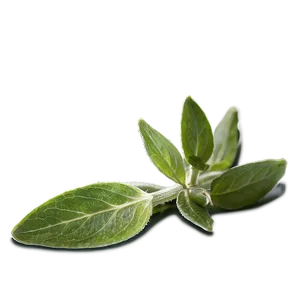 Sage Tea Leaf PNG 59