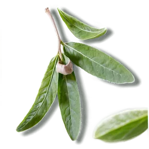 Sage Tea Leaf PNG Pdq99 PNG