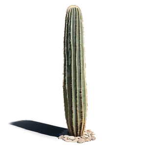 Saguaro Cactus Png Eeb34 PNG image