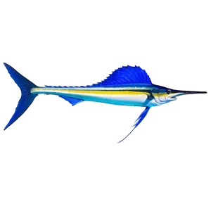 Sailfish Marine Life Png 06262024 PNG image