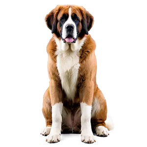 Saint Bernard Classic Stance PNG 06252024