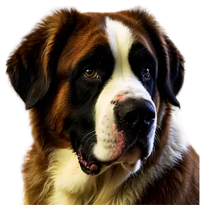 Saint Bernard Close-up Portrait Png 24 PNG image