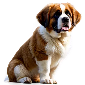 Saint Bernard Close-up Portrait PNG Ktf6 PNG