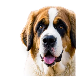 Saint Bernard Ears Flapping Png 87 PNG image