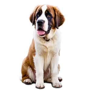 Saint Bernard Ears Flapping PNG 92 PNG
