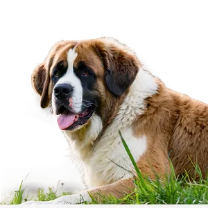 Saint Bernard Enjoying Sunshine Png 06252024 PNG image