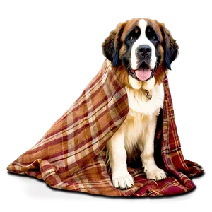 Saint Bernard In A Blanket PNG 06252024