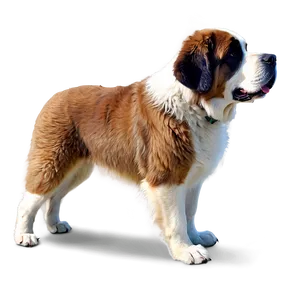 Saint Bernard In Summer Png 06252024 PNG image