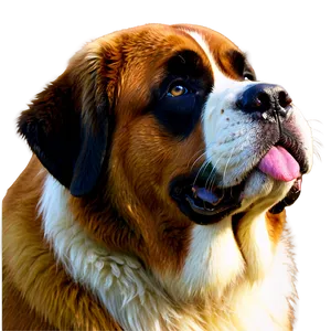 Saint Bernard In Summer PNG 26