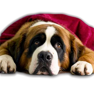 Saint Bernard Lazy Day PNG 06252024 PNG