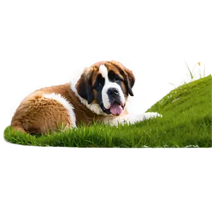 Saint Bernard Lying In Grass PNG 06252024