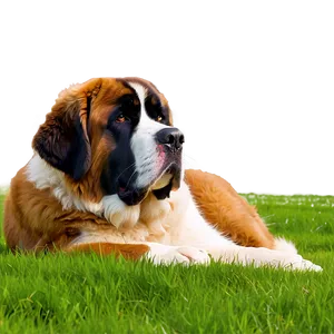 Saint Bernard Lying In Grass PNG 40 PNG