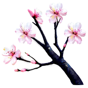 Sakura Blossom Festival PNG 85 PNG