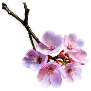 Sakura Cherry Blossom Icon PNG 05032024