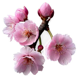 Sakura Cherry Blossom Icon Png 46 PNG image
