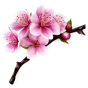 Sakura Flower Clipart PNG Plw72