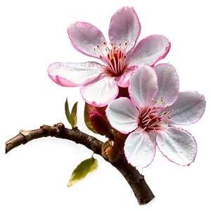 Sakura Flower Closeup PNG 06202024