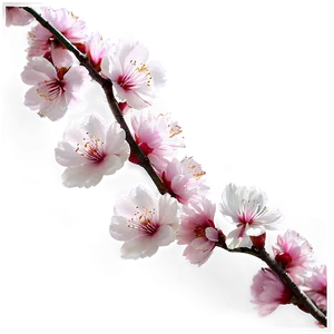 Sakura Flower Garden PNG 48