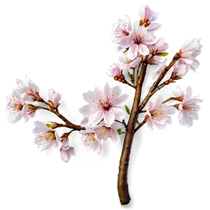 Sakura Flower Garden PNG Ita10 PNG