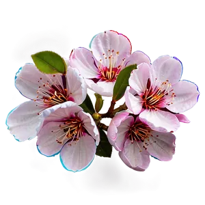 Sakura Flower Icon PNG 94