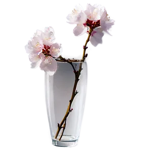 Sakura Flower In Vase PNG Mpp61 PNG