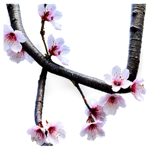Sakura Flower Landscape PNG 06202024 PNG