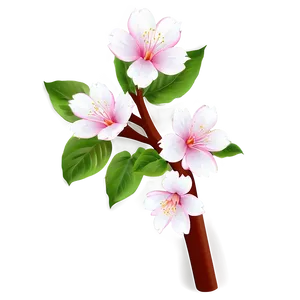 Sakura Flower Outline PNG 06202024