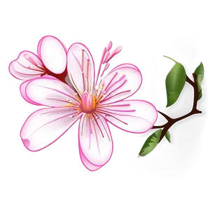 Sakura Flower Outline PNG Vwl45