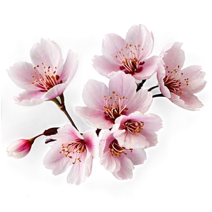 Sakura Flower Pattern PNG Jvs98 PNG