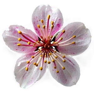 Sakura Flower Png 81 PNG image