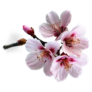 Sakura Flower Png Yxf PNG image