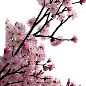 Sakura Flower Sunset View PNG 12 PNG