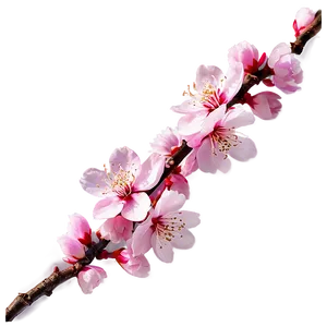 Sakura Flower Sunset View PNG Hev12 PNG