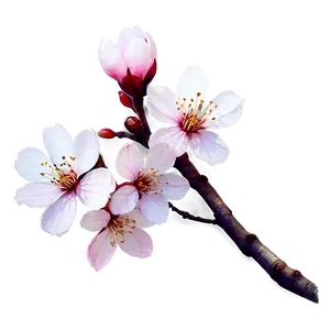 Sakura Flower Watercolor Painting PNG Ijc44 PNG