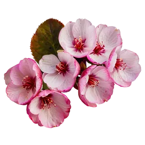 Sakura Petal Png Tsc PNG image