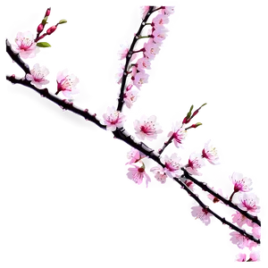 Sakura Tree Branch Close-up PNG 06122024 PNG