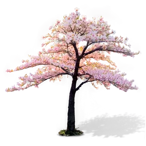 Sakura Tree During Golden Hour Png 39 PNG image