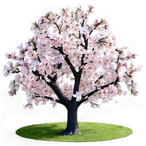 Sakura Tree In Early Spring PNG 60