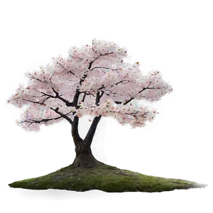 Sakura Tree In Misty Morning PNG Esh PNG