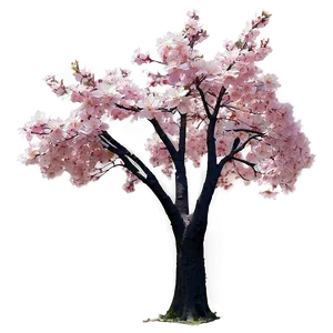 Sakura Tree In Park Setting PNG Hkm
