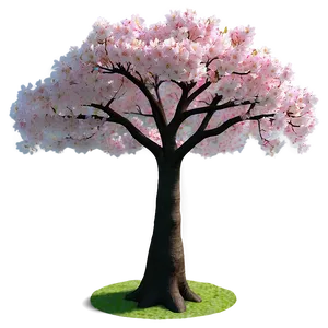 Sakura Tree In Park Setting Png Wxh16 PNG image