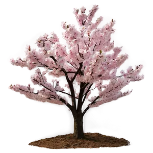 Sakura Tree In Urban Setting PNG 78