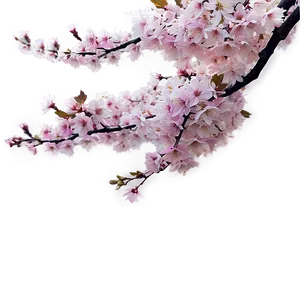 Sakura Tree Panoramic View PNG Pyf10 PNG