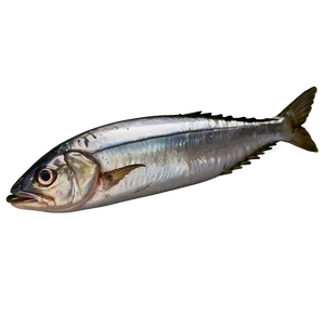 Salted Sardine PNG Kjm